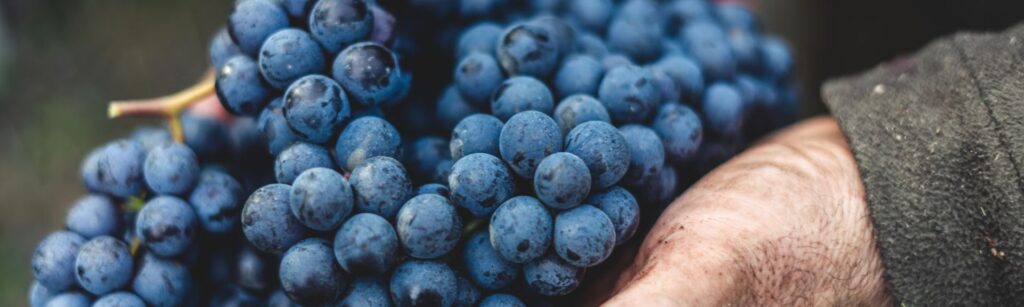Racimo de uva tinta con la que se comienza el proceso de elaboración del vino tinto ecológico