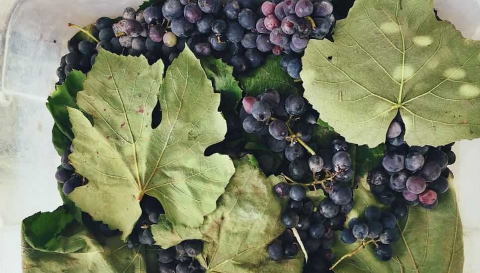 Proceso de elaboración del vino tinto donde se realiza la vendimia para obtener las uvas necesarias para realizarlo