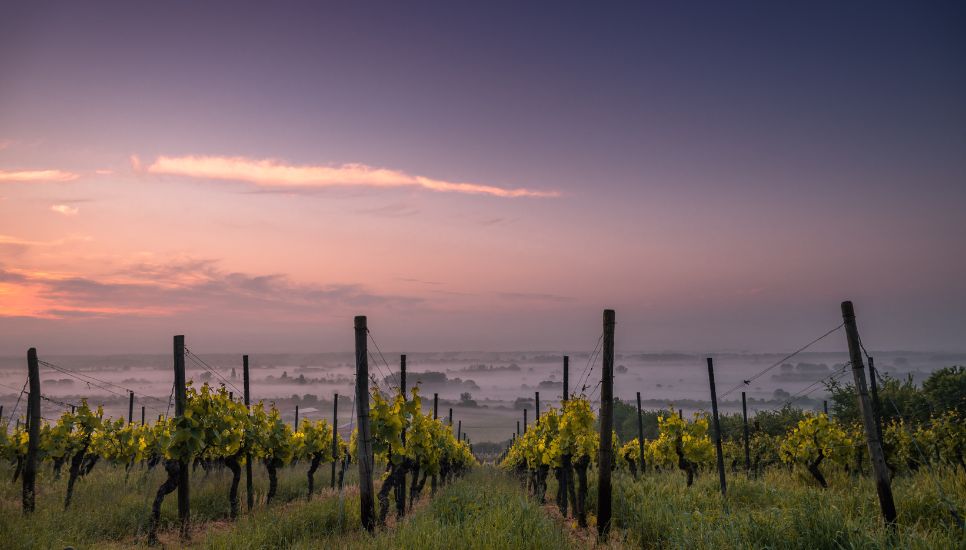 Viñedos con las variedades de vino 