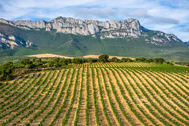viñedo de viticultura ecológica