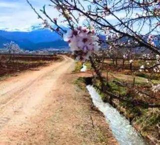 Viñedos en primavera en Bodegas Vertijana