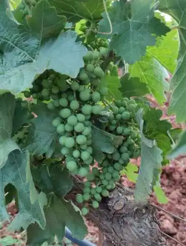 Viñedos ecológicos de Bodegas Vertijana, viñedos de altura